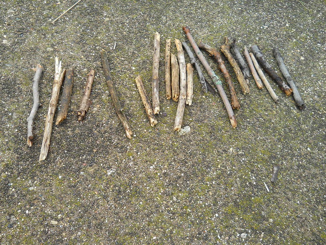 collecting sticks