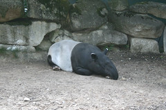Tapir (Schabrackentapir)
