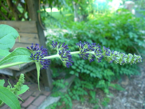 6 27 11 Butterfly Bush Purple