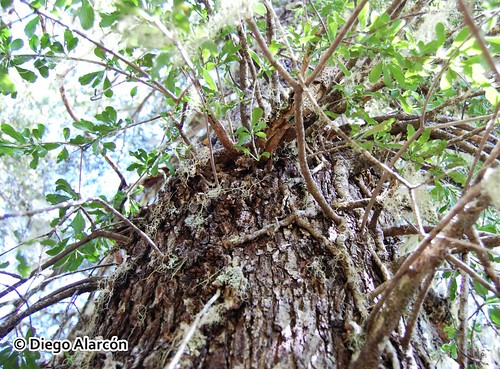 <br><br><br>Follaje de <i>Desmaria mutabilis</i>, parasitando por sobre el tronco de un Coihue <i>Nothofagus dombeyi</i>. <br><br>Este follaje es caedizo durante el otoño e invierno. Valle de Caramávida, Región del Biobío.