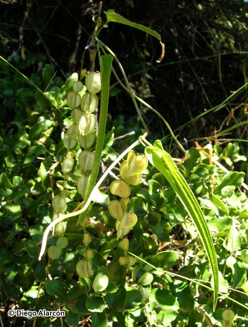 <br><br><br>Ejemplar de <i>Dioscorea saxatilis</i> con sus hojas lineares, creciendo en la Reserva Nacional Río Los Cipreses, Región de O'Higgins.