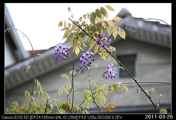20110326Flower紫藤