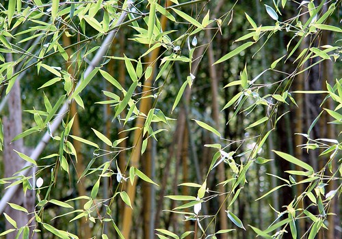 Bamboo1