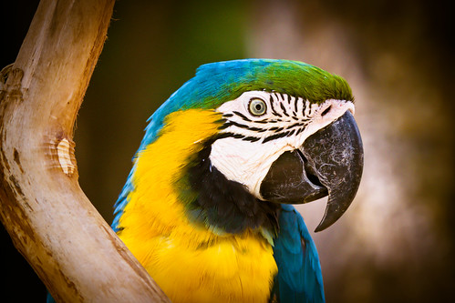フリー写真素材|動物|鳥類|ルリコンゴウインコ|