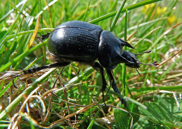 24165 - Minotaur Beetle, Rhossili, Gower