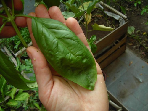 A basil in the hand