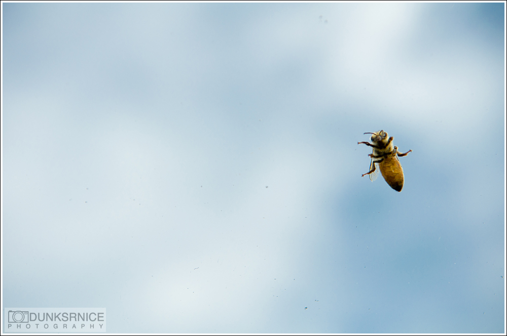 Bee.