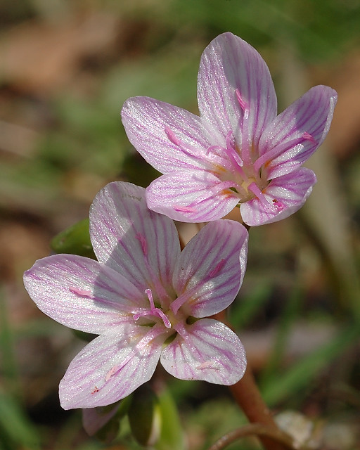Silver Lake Park, in Highland, Illinois, USA - pink Claytonia virginica (Spring Beauty) wildflower