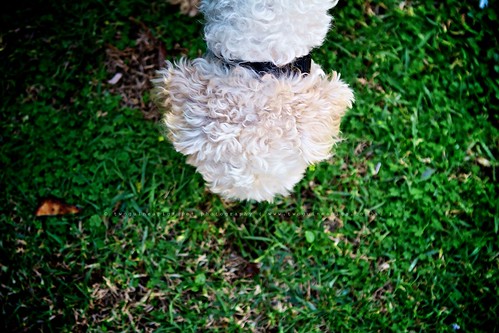 SNEAK Mozart poodle cross maltese dog photography by twoguineapigs Pet Photography