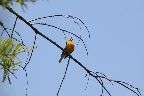 prothonotary warbler. by ricmcarthur