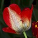 Tulip Raindrops and Fly