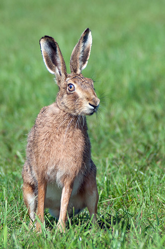 Hare by Dan Baillie