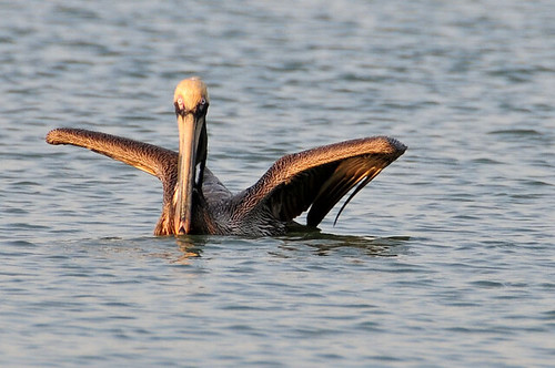 pelican-4