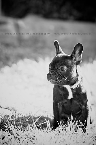Rosie the French Bulldog, pet portraiture by twoguineapigs Pet Photography, sydney dog photographer