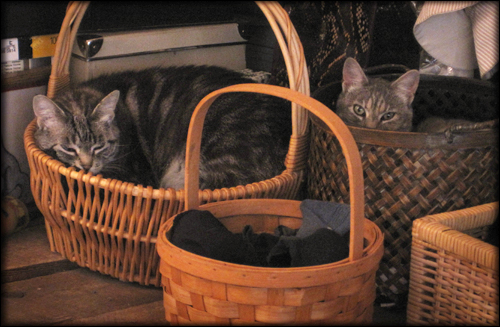 kittens in a baskets