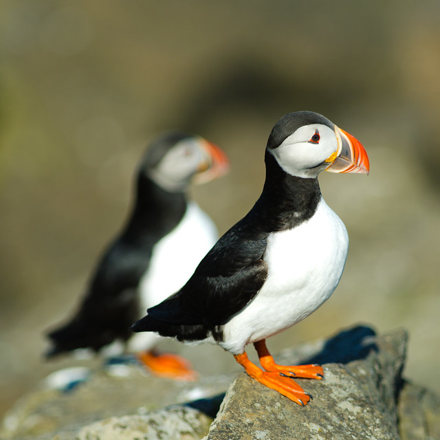 Puffins (3 of 4)