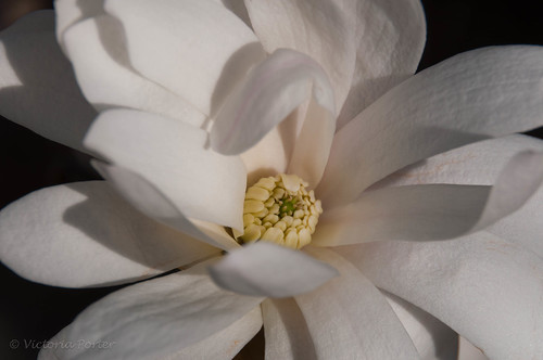 Star Magnolia Blossom... Spring, 2011