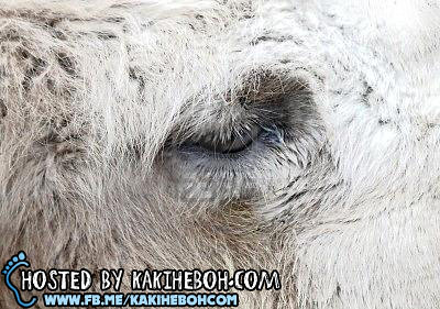animal-camel-eyebrow