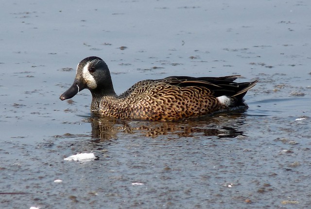 24074 - Blue Winged Teal, Sandy Water Park, Llanelli