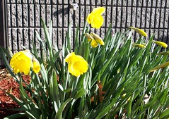 Daffodils_office_4611