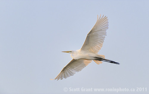 Great Egret Flight Into First Light by Scott Grant