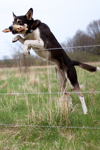 フリー写真素材|動物|哺乳類|犬・イヌ|跳ぶ・ジャンプ|