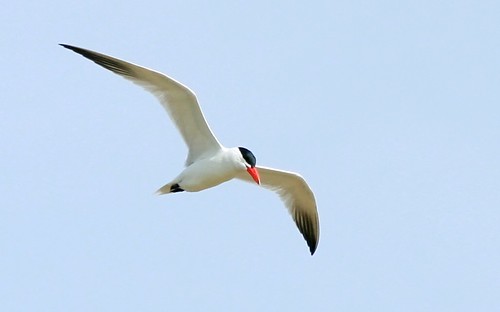 Tern (not sure which kind)