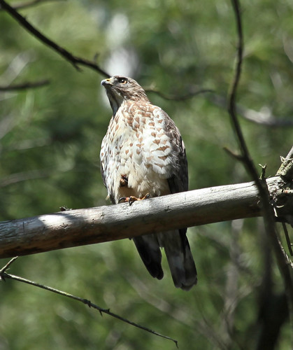 Broad-winged Hawk - Surveying The Forest by JKissnHug