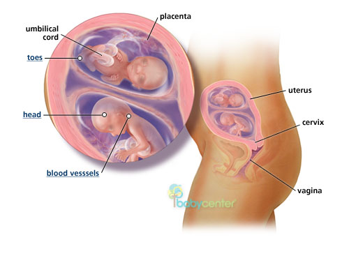 Twin babies, fetuses at 16 weeks - BabyCenter