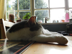 Oimo napping on the table