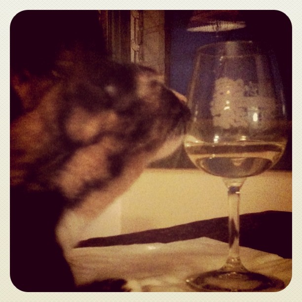 Patches likes white wine