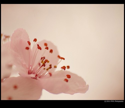 Blossom Close-up