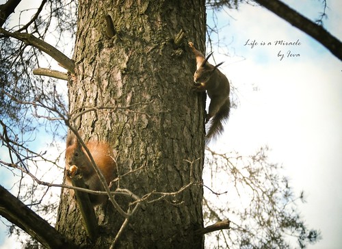 Voveryčių priešpiečiai/ Squirrel's lunch
