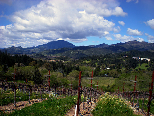 wine country (3)
