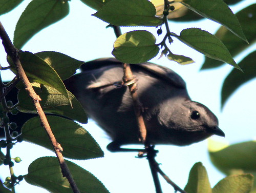 Gray Catbird 20110415