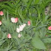 tulips in front