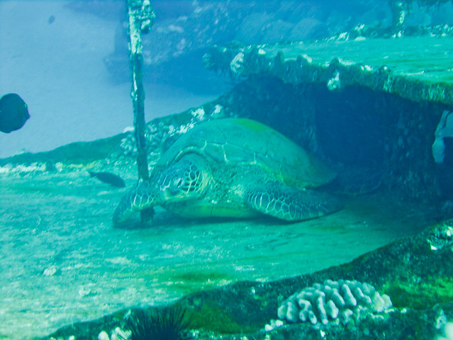 Sea Turtle on Wreck of St. Anthony, Maui, Hawai'i
