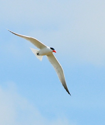 Tern (not sure which kind)