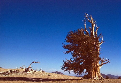The Inyo National Forest is home to many bristlecone pines, thought to be the oldest living organisms on Earth.