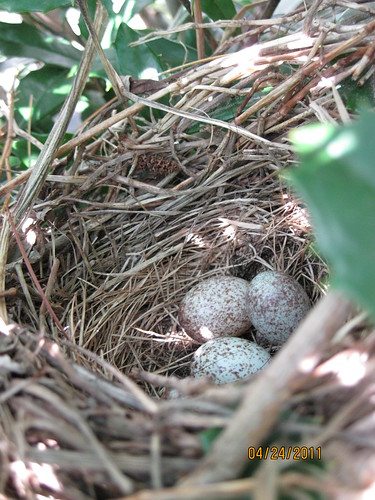4/24/11:  There's a bird nest in the holly bush at grandma's house