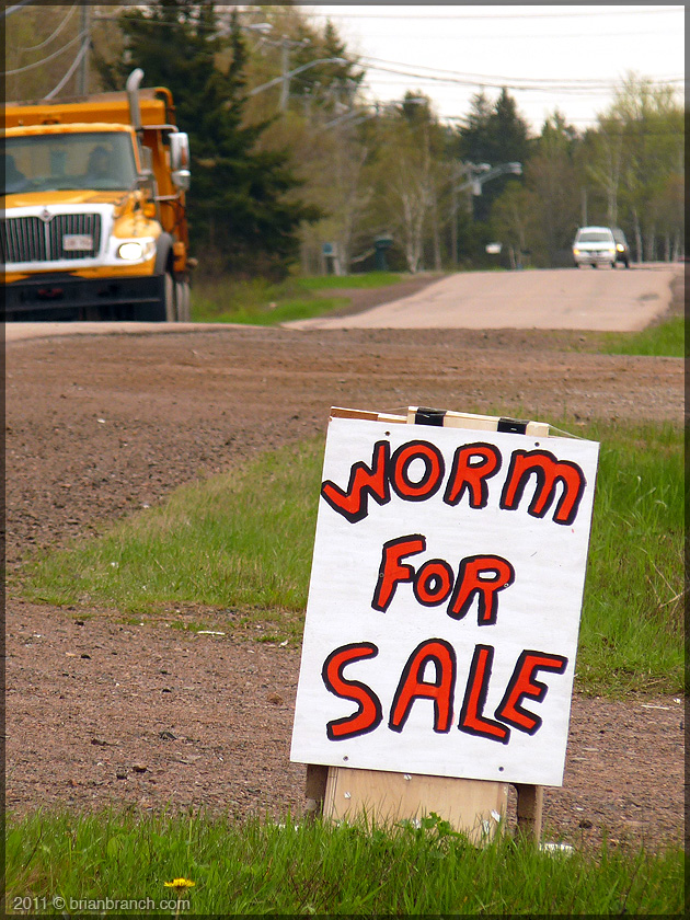 P1150283_worm for sale