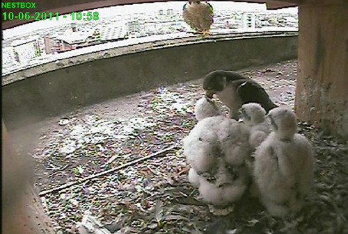 Day 23, Dad is feeding the young while Mum watches