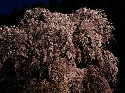 フリー写真素材|花・植物|バラ科|桜・サクラ|日本|