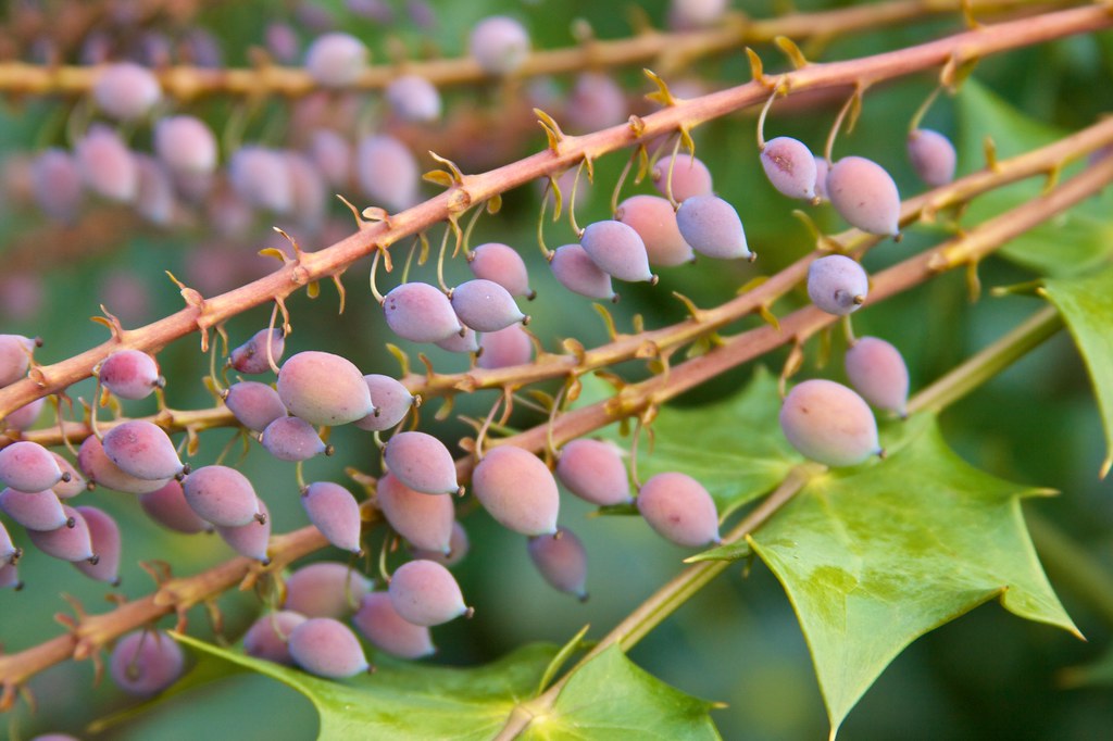 mahonia berries  066