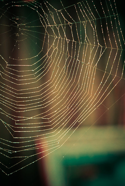 090411_ Spider's Web #3