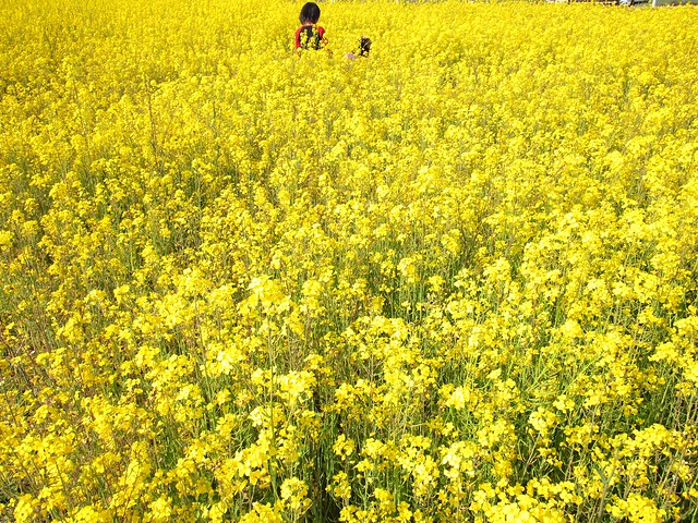 Field of Yellows 35