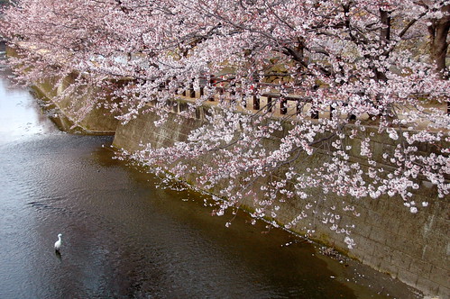Himeji Sakura