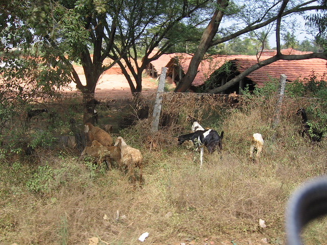 Goats in Bangalore, India