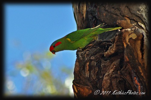 Musk Lorikeet checking out a new home