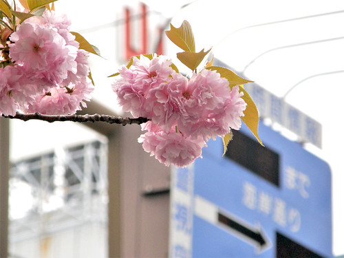 高速入口八重桜 - sakura
